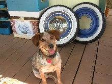 Aust. Cattle / Beagle Mix
