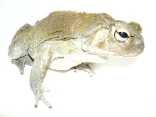 bufo alvarius