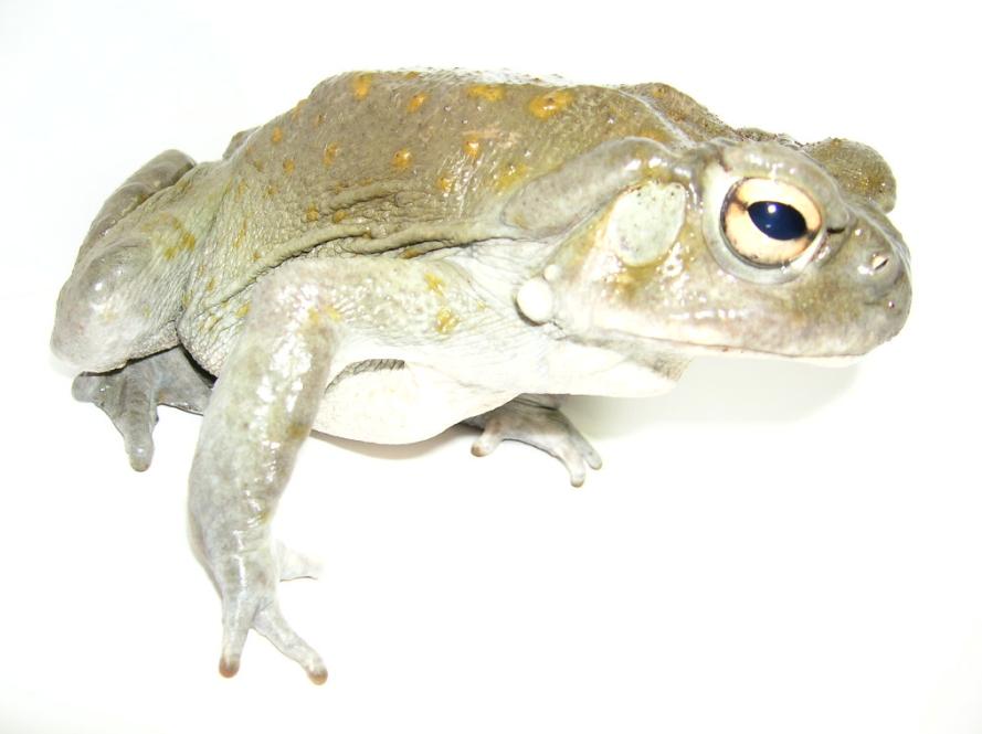 bufo alvarius