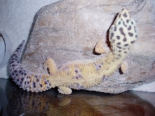 Salomon