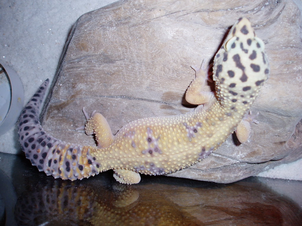Salomon
