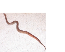 Hypo Central American Male'03