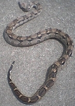Female Anery