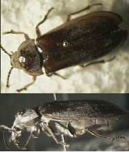 Beetle What species is it?