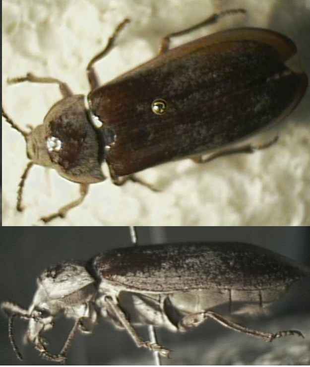 Beetle What species is it?
