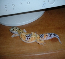 Tangerine Leo