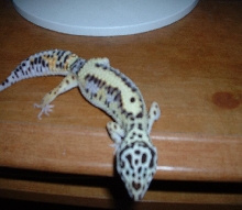 Spring my stripe leo