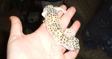 Normal/High Yellow leo
