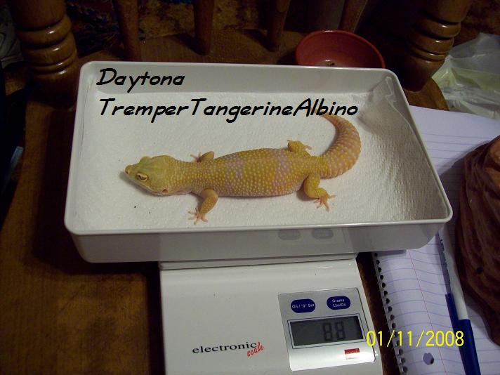 Tangerine Albino