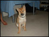 Kitsune (4 months old)