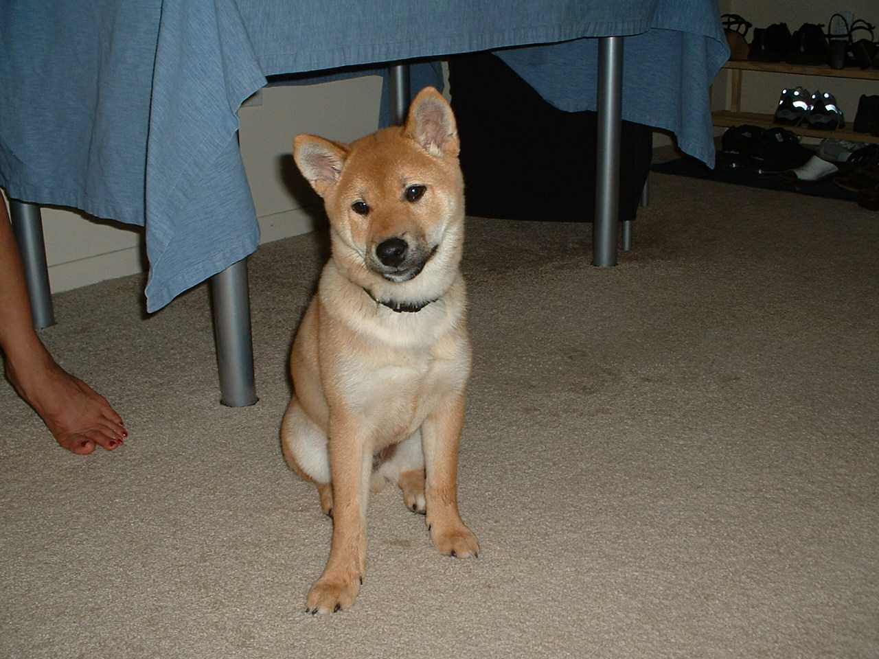 Kitsune (4 months old)