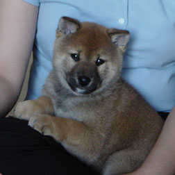 Kitsune