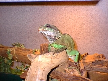 Zeus 03.20.03