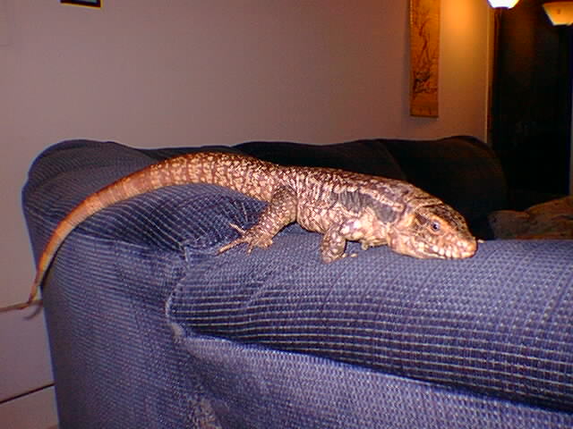 Tijolo 10.30.03