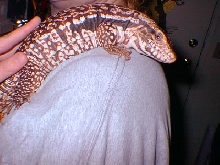 Tijolo 8.28.03