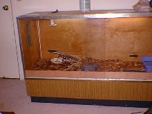 Tijolo in new cage
