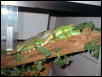 Dragon Sleeptime