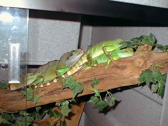 Dragon Sleeptime