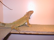 Frodo aprox 3 years