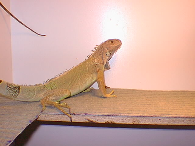 Frodo aprox 3 years
