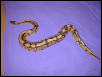 Kaa 07/01