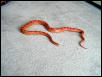 Phoenix the Albino