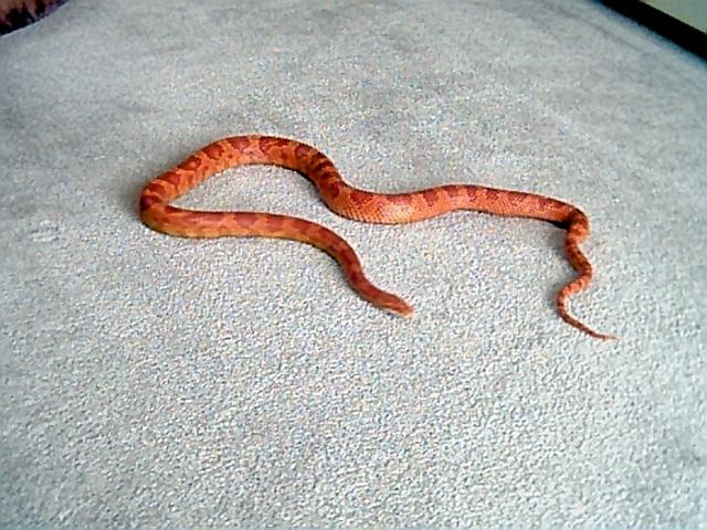 Phoenix the Albino