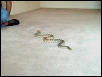 Treasure 03/2002