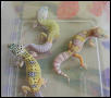 Albino patternless project
