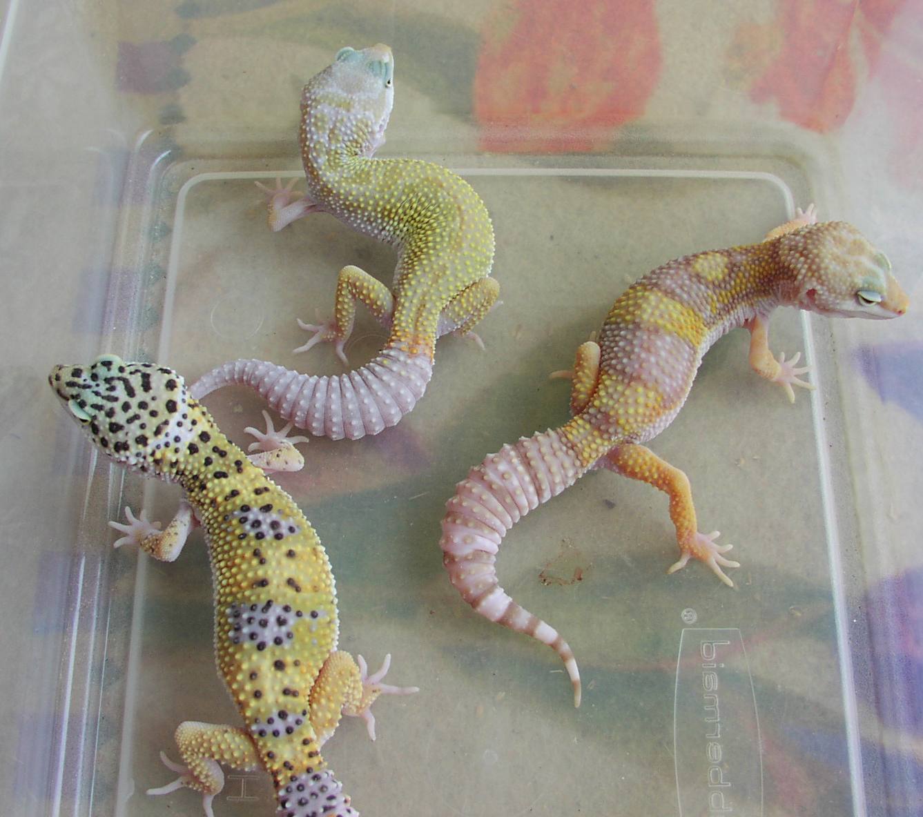 Albino patternless project