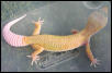 patternless albino