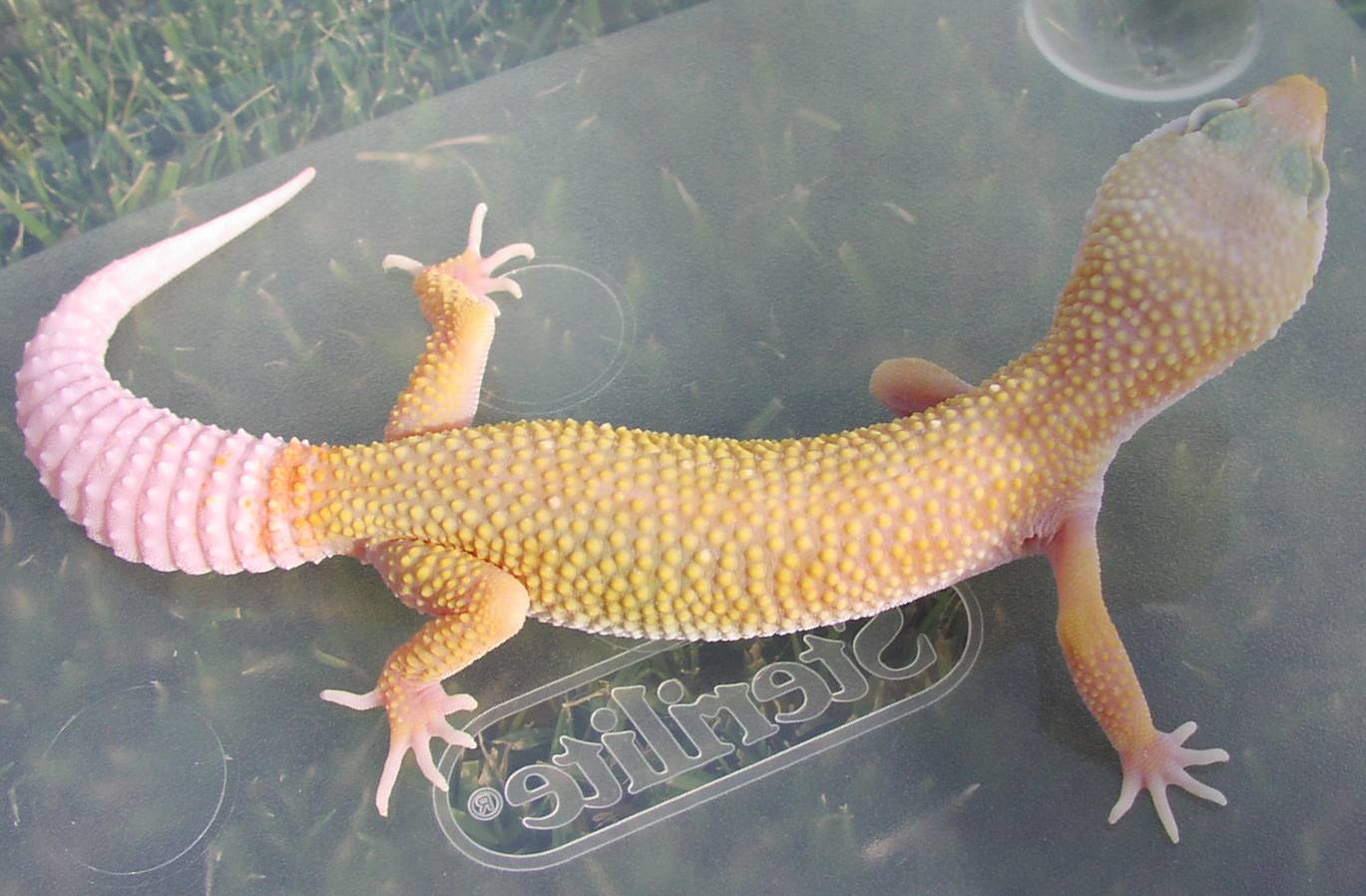 patternless albino