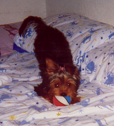 chew toy