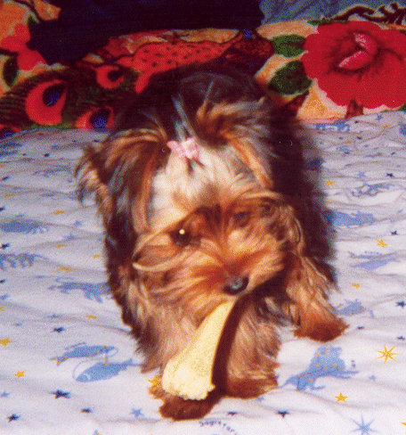 Ling-Ling & chew bone