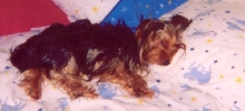 Sleeping Beauty