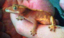 New female