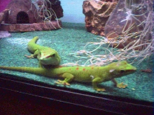 Penelope and Squiggy