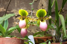 Paph Victoria-reginae
