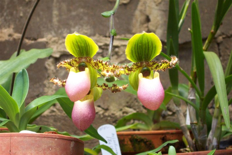 Paph Victoria-reginae
