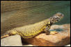 Uromastyx