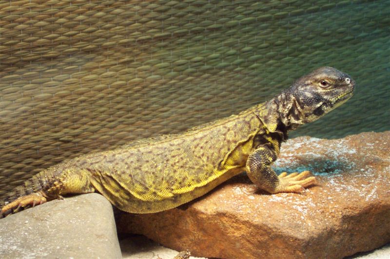 Uromastyx
