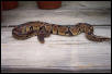 Ball Python