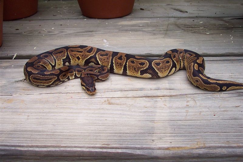 Ball Python