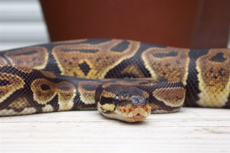 Ball Python2