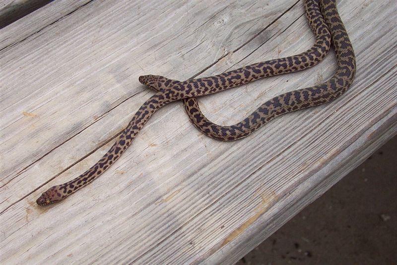 Spotted Pythons