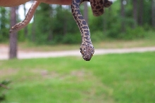 Spotted Pythons2