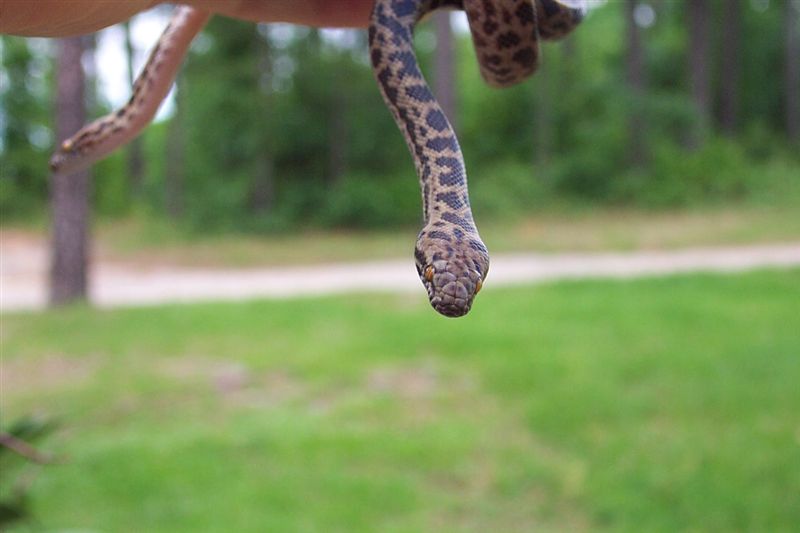 Spotted Pythons2