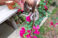 Spotted Pythons3