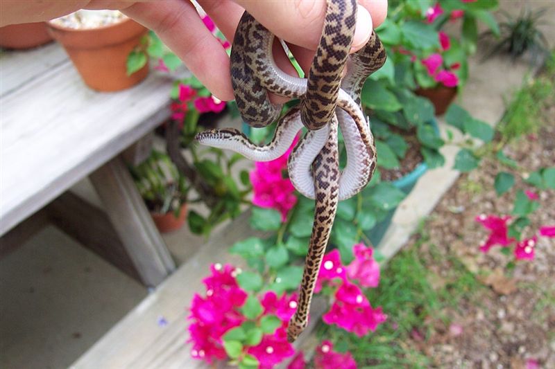Spotted Pythons3