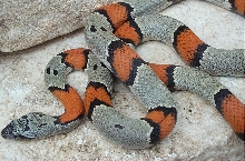 Crockett County male